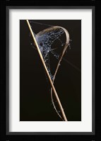 Web On Brown Grass Blade Fine Art Print