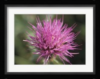 Magenta Flower Bloom 48 Fine Art Print