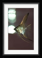 Angel Fish XI Fine Art Print