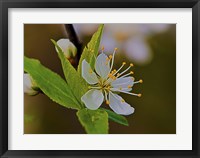 White Flower Bloom And Buds Fine Art Print