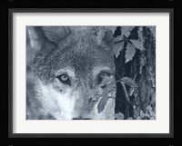 At First Sight Framed Print
