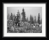 Field With Trees And Greenery Fine Art Print