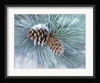 Frosted Pine Cone And Pine Needles II Fine Art Print