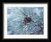 Frosted Pine Cone And Pine Needles III Fine Art Print