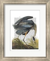 Blue Heron 1 Fine Art Print