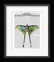 Butterfly 1 Framed Print