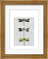 Dragonflies Print 2 Fine Art Print