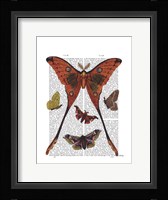 Moth Plate 1 Fine Art Print
