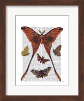 Moth Plate 1 Fine Art Print