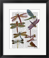 Dragonfly Print 3 Fine Art Print