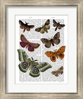 Moth Plate 2 Fine Art Print