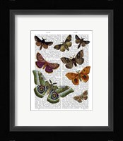 Moth Plate 2 Framed Print