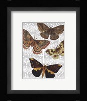 Moth Plate 3 Fine Art Print