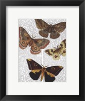 Moth Plate 3 Fine Art Print