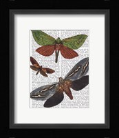 Butterflies 3 Fine Art Print