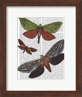 Butterflies 3 Fine Art Print