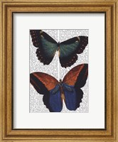 Butterflies 4 Fine Art Print
