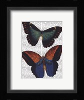 Butterflies 4 Framed Print
