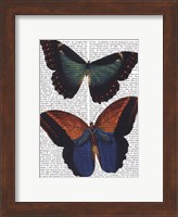 Butterflies 4 Fine Art Print