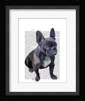 French Bulldog Plain Framed Print