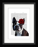 Boston Terrier with Rose on Head Framed Print