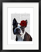 Boston Terrier with Rose on Head Framed Print