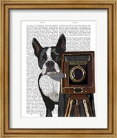 Boston Terrier Photographer Fine Art Print
