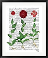 Italian Carnation 2 Fine Art Print