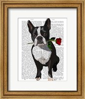 Boston Terrier with Rose in Mouth Fine Art Print