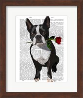 Boston Terrier with Rose in Mouth Fine Art Print