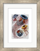 Sea Anemone Fine Art Print