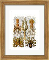 Octopus and squid Fine Art Print