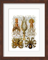Octopus and squid Fine Art Print