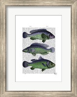 Blue and Green Fish Trio Fine Art Print