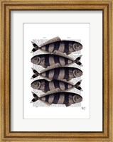 Five Striped Fish Fine Art Print
