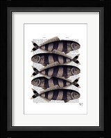 Five Striped Fish Framed Print