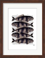 Five Striped Fish Fine Art Print