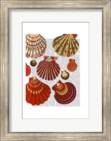 Red Clam Shells Fine Art Print