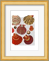 Red Clam Shells Fine Art Print