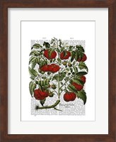 Tomato Plant Fine Art Print