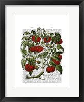 Tomato Plant Fine Art Print