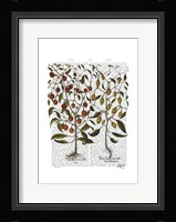 Peppers 1 Framed Print
