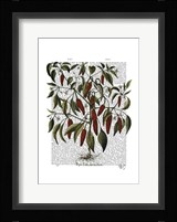 Peppers 3 Fine Art Print