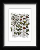 Peppers 4 Fine Art Print