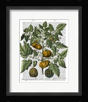 Peppers 5 Fine Art Print