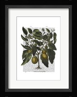 Peppers 6 Fine Art Print