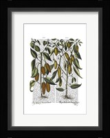 Peppers 7 Fine Art Print