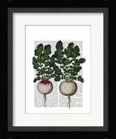 Radishes Print Framed Print