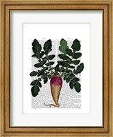Turnip Fine Art Print