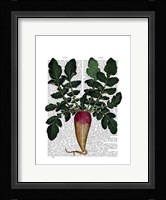 Turnip Framed Print